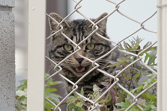 太田区のねこ