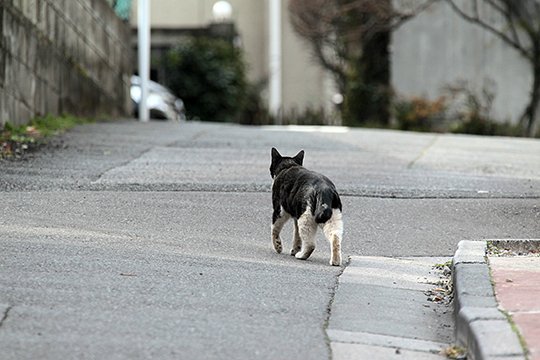 太田区のねこ