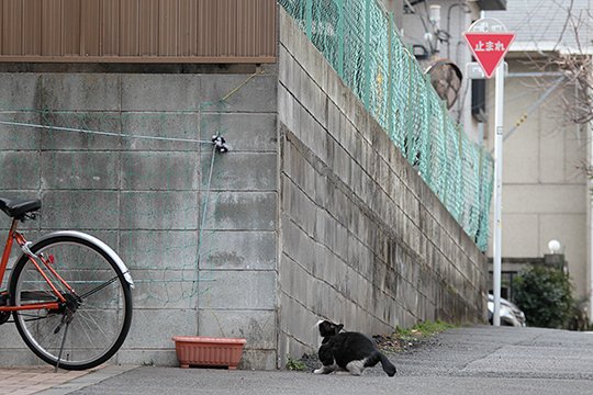 太田区のねこ