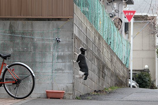 太田区のねこ