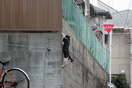 太田区のねこ