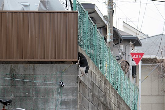 太田区のねこ