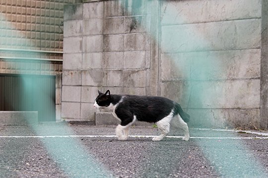 太田区のねこ