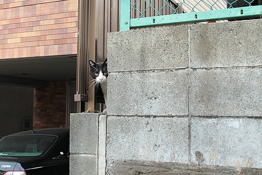 太田区のねこ