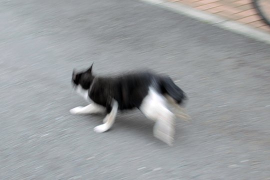 太田区のねこ
