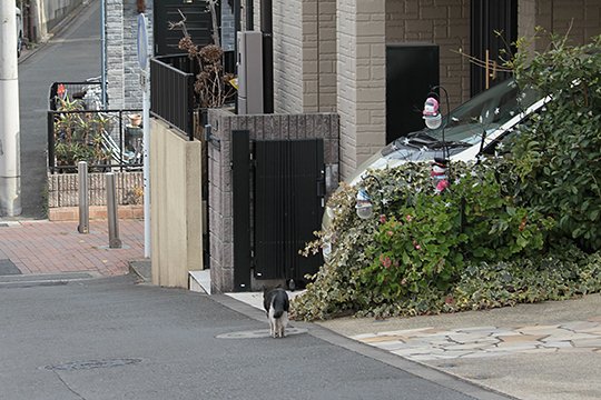 太田区のねこ