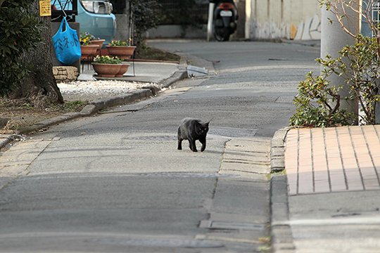 太田区のねこ
