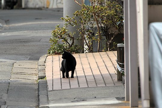 太田区のねこ
