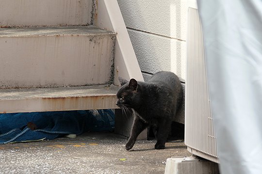 太田区のねこ