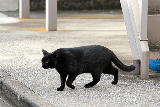 太田区のねこ