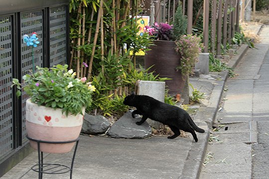 太田区のねこ