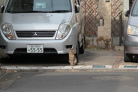 太田区のねこ
