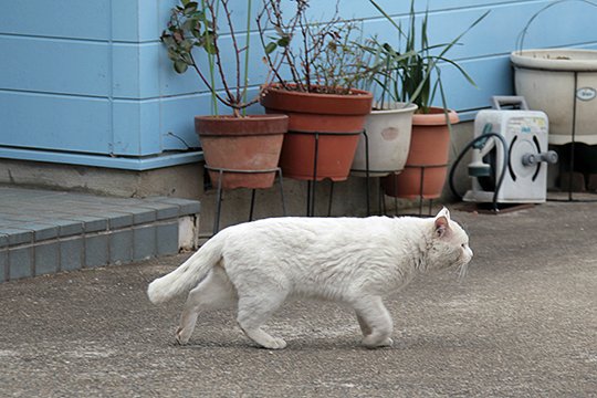 太田区のねこ