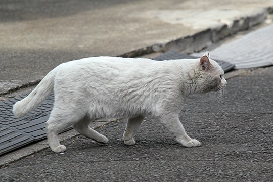 太田区のねこ