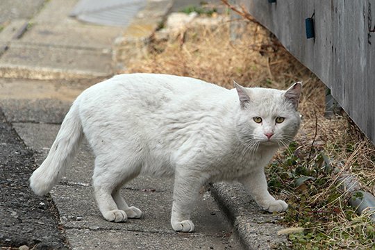 太田区のねこ
