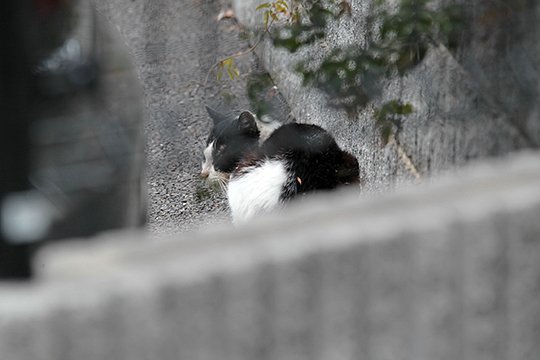 太田区のねこ