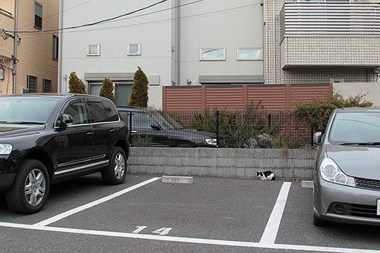 太田区のねこ