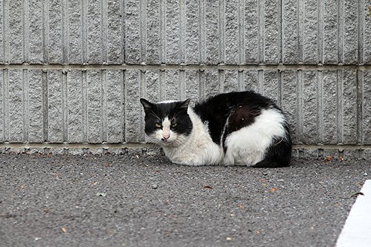 太田区のねこ