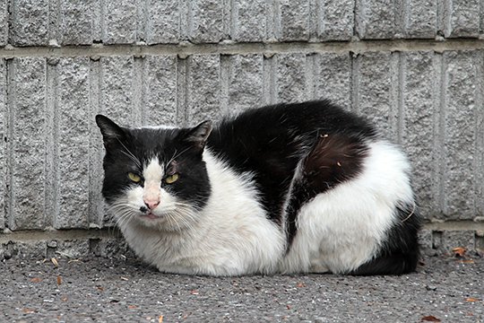 太田区のねこ