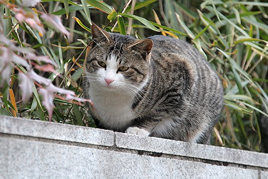 太田区のねこ