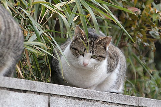 太田区のねこ