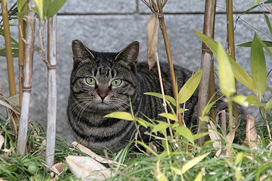 太田区のねこ