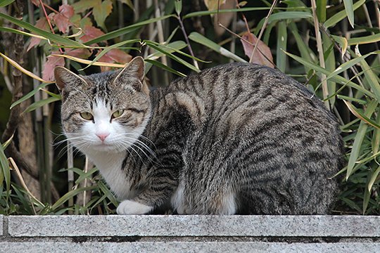 太田区のねこ