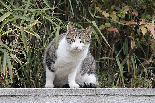 太田区のねこ