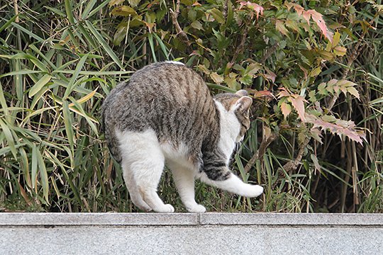 太田区のねこ