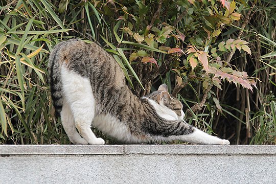 太田区のねこ