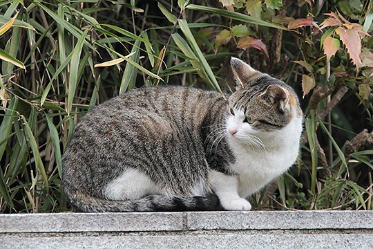 太田区のねこ