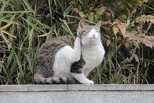 太田区のねこ