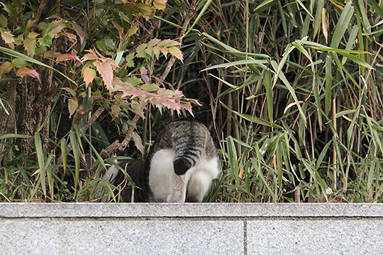 太田区のねこ
