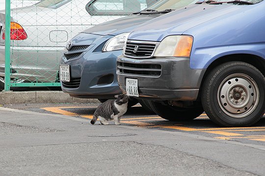 太田区のねこ