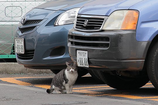 太田区のねこ