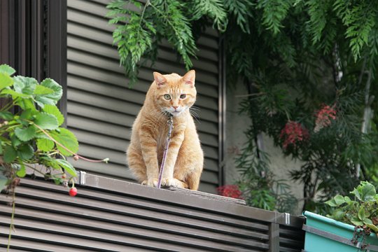 太田区のねこ