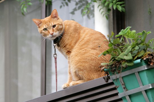 太田区のねこ