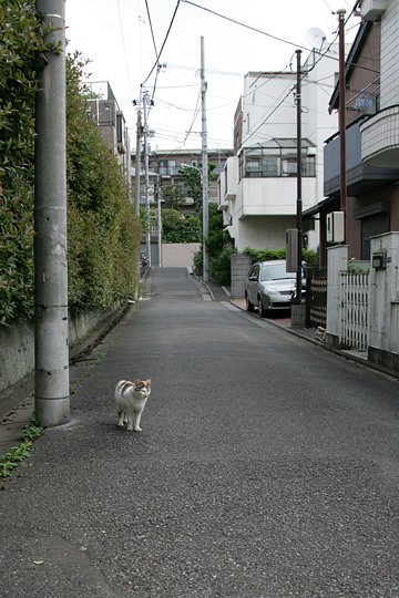 太田区のねこ