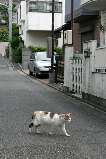 太田区のねこ