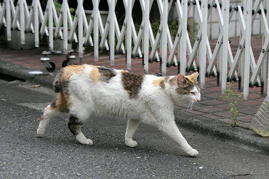 太田区のねこ