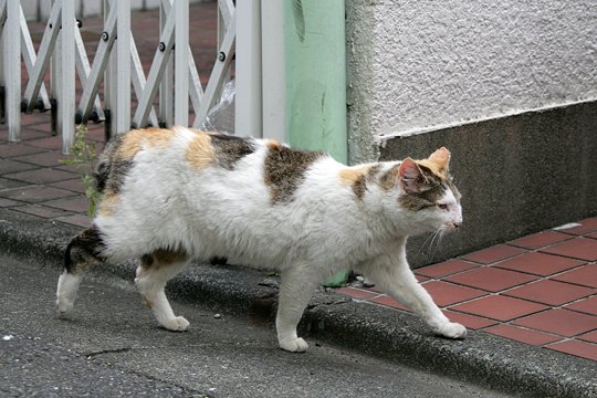 太田区のねこ