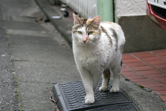 太田区のねこ