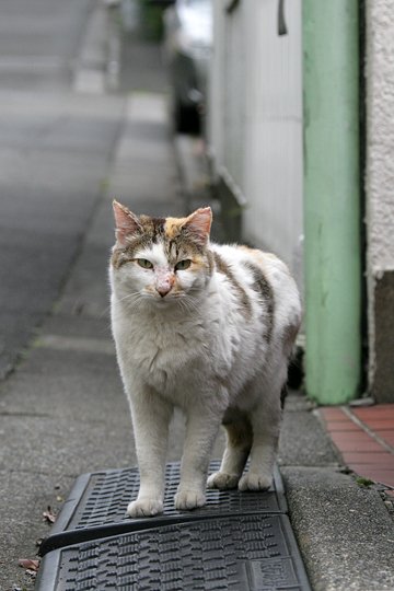 太田区のねこ