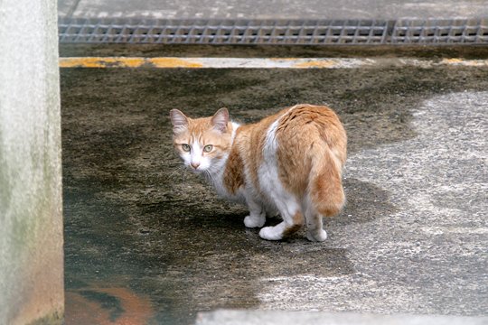 太田区のねこ