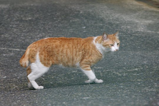 太田区のねこ