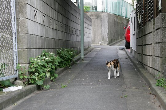 太田区のねこ