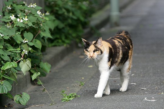 太田区のねこ