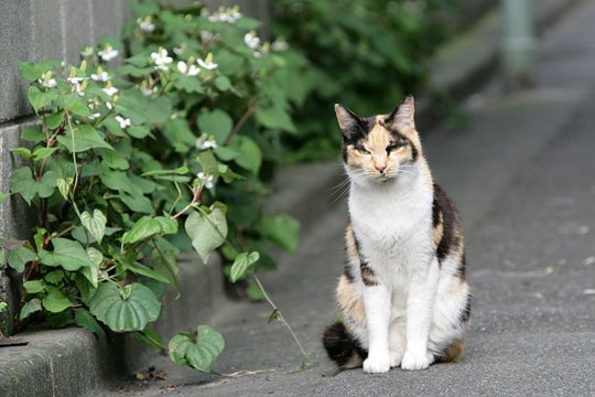 太田区のねこ