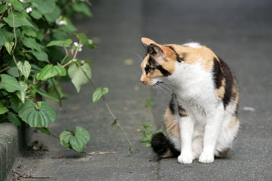 太田区のねこ