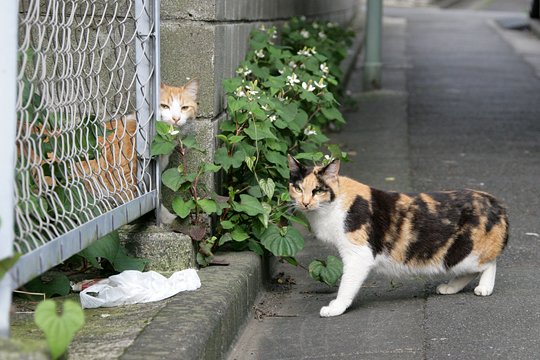 太田区のねこ